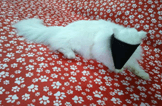 Focinheira nylon em um gato