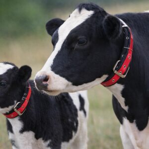 coleira nylon tripla vacas e bezerros
